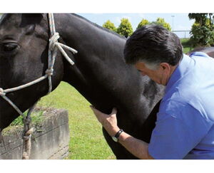 Ein Mann untersucht oder streichelt das Pferd im Freien.