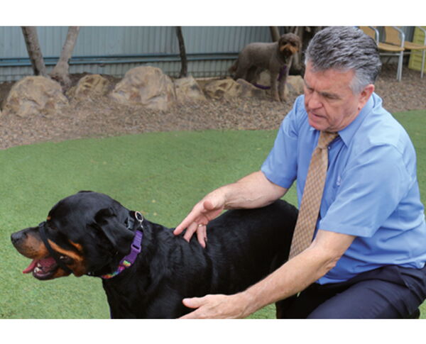 Ein Mann in einem blauen Hemd streichelt einen Rottweiler im Freien auf einer Wiese.