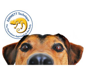 . Ein Hund schaut in die Kamera; links oben ist das "EMMETT Technique"-Logo mit einem Chamäleon.